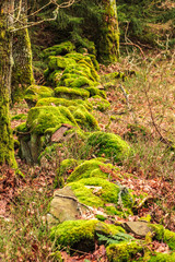 Rocky low wall covered with moss