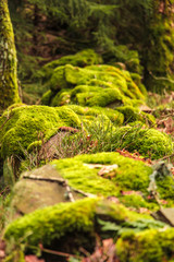 Rocky low wall covered with moss close up