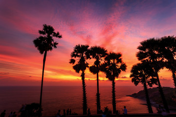 Palm trees & Sunset view at Phuket Island, Thailand