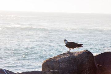 Falcon raptor Raven Australia bird