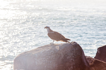 Falcon raptor Raven Australia bird