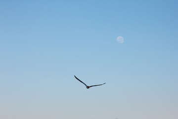 Eagle Australia moon bird