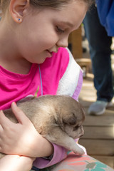 Girl holding 2 week old Alaskan Husky