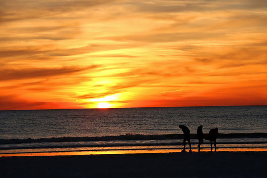 With a beautiful sunset in the background, friends search for sea shells on the West Coast of Florida, USA. © Jillian Cain