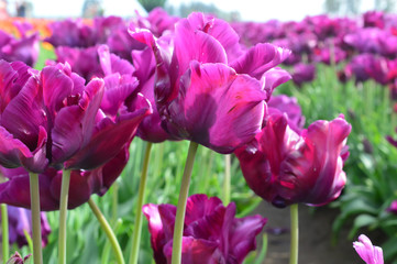 Obraz premium Purple Prince Tulips at Woodenshoe Tulip Farm in Woodburn Oregon