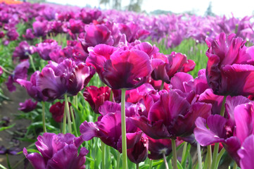 Fototapeta premium Bordeaux Tulips at Woodenshoe Tulip Farm in Woodburn Oregon