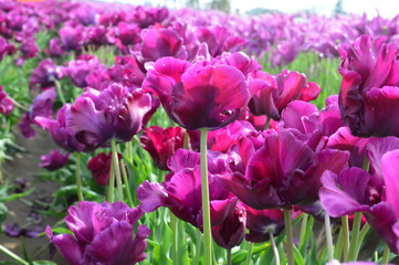 Fototapeta premium Bordeaux Tulips at Woodenshoe Tulip Farm in Woodburn Oregon