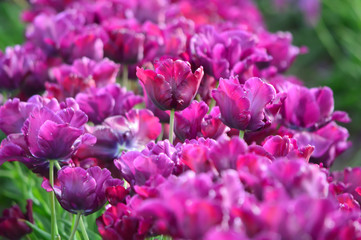 Victoria Secret Tulips at Woodenshoe Tulip Farm in Woodburn Oregon