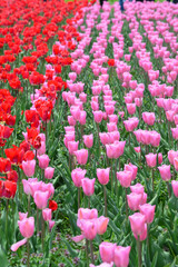 Fototapeta premium Tulip Mix at Windmill Island Tulip Garden