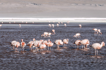 Naklejka premium Reddish lake with a group of flamingos feeding