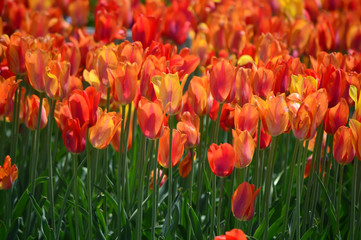 Orange Lion Tulips at Windmill Island Tulip Garden