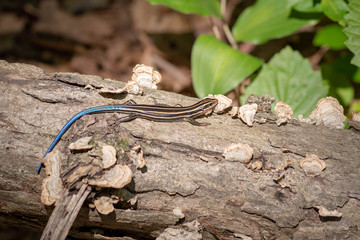 Skink