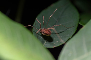 Night Spider