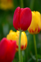 Fototapeta premium Red Emperor Tulips at Windmill Island Tulip Garden