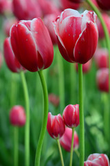 Fototapeta premium Pirand Emperor Tulips at Windmill Island Tulip Garden