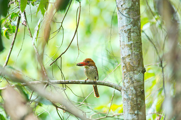 Life of birds