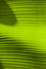 Banana fresh leaf texture