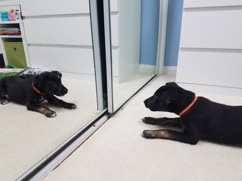 Black Puppy Dog On White Carpet Looking In The Mirror