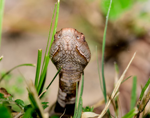 Eastern Copperhead (Agkistrodon contortrix) close-up