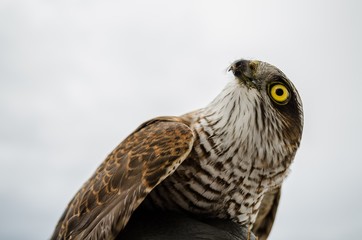 Falcon resting after a hard trip