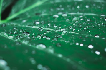Water droplets on a plant's leaf after a rain. Close up. Selective focus. Copy space. 