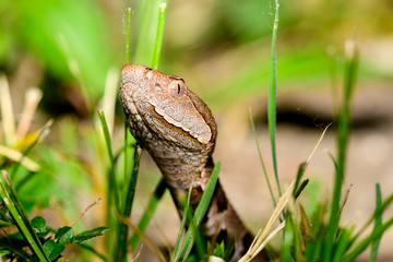 Eastern Copperhead (Agkistrodon contortrix) close-up