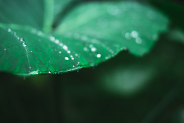 Water droplets on a plant's leaf after a rain. Close up. Selective focus. Copy space. 