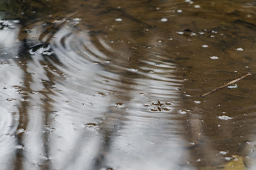 Water Strider run on water
