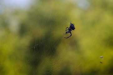 Araneus spider waiting on a web