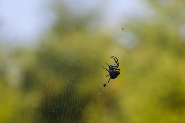 Araneus spider waiting on a web