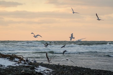 Free birds flying in the sky