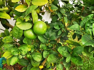 Thai Fresh Lemon Tree in Organic Garden