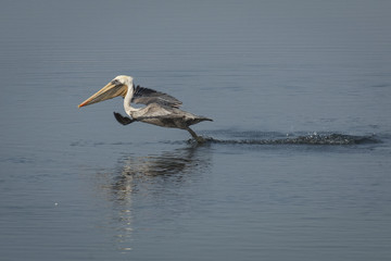 Altitude, Altitude, ALTITUDE!