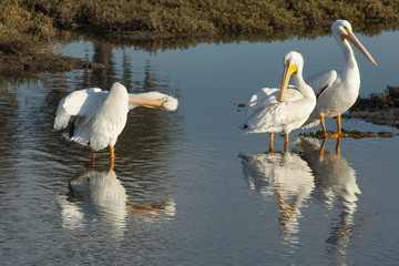 Fototapeta premium Preening Time