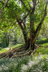 Tree in open spot with roots above ground