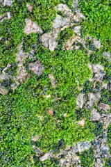 green moss in nature background