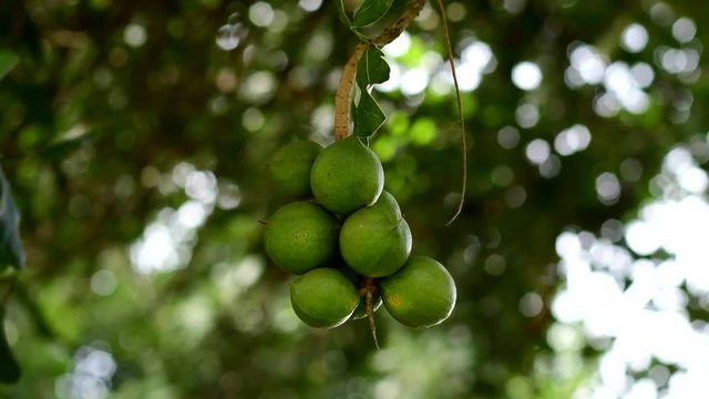 macadamia nuts hanging on tree
