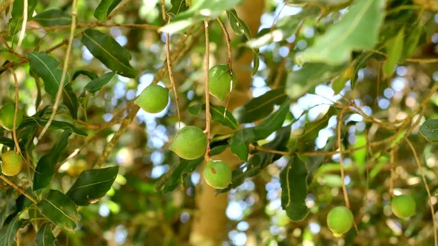 macadamia nuts hanging on tree