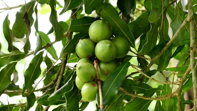 macadamia nuts hanging on tree