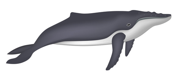 Humpback whale vector