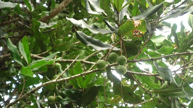 macadamia nuts hanging on tree