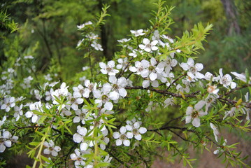White flowers