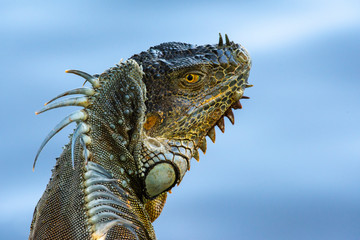Green Iguana By The River