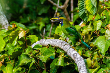 Emerald Toucanet