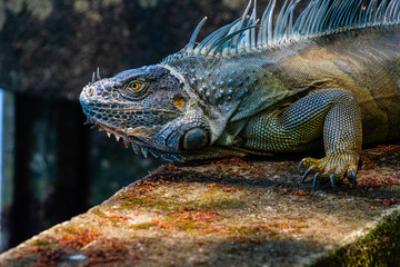 Green Iguana on the Prowl