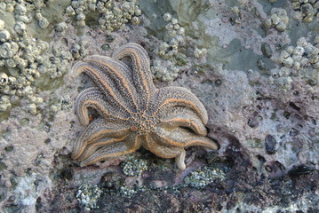 Sea starfish