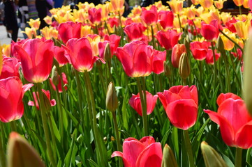Red and Yellow Tulips at Tulip Time Festival in Holland Michigan