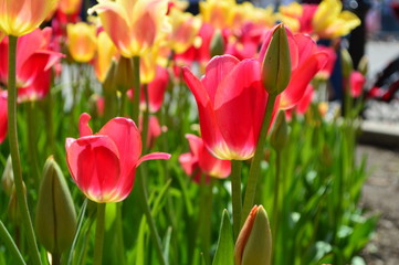 Red and Yellow Tulips at Tulip Time Festival in Holland Michigan