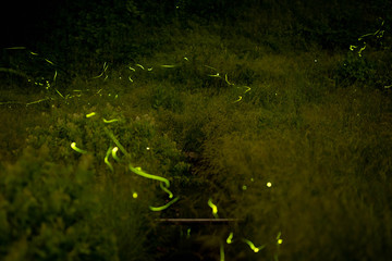 The fireflies（lightning bugs） in Japan