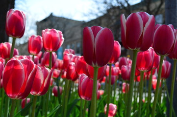 Obraz premium Red Impression Tulips at Tulip Time Festival in Holland Michigan